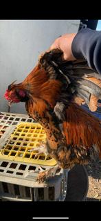 Hanen voor de slacht, Dieren en Toebehoren