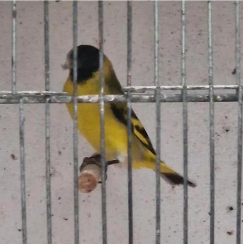 Jonge zwartkopsijzen ek - uit buitenvoliere, Dieren en Toebehoren, Vogels | Overige Vogels