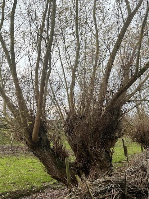 Bois de chauffage Bois de châtaignier, bois de saule,  12 cm, Jardin & Terrasse, Bois de chauffage, Enlèvement