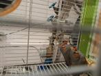 Zebra Vinken 2 manen 5 euro, Dieren en Toebehoren, Vogels | Overige Vogels