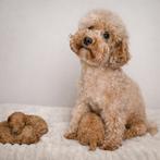 Toy poedel pups - geteste ouders, Dieren en Toebehoren, Poedel, Parvo, België, Fokker | Hobbymatig