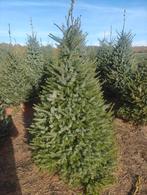 Sapiens de Noe, Enlèvement