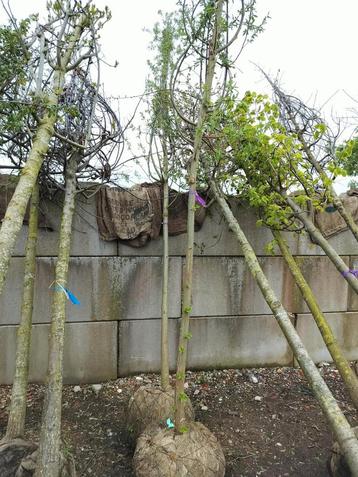 arbres à vendre. Chêne, châtaignier, orme, saule, aubépine, 