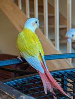 Volledig tamme baby suncheek pyrrhura, Dieren en Toebehoren, Vogels | Parkieten en Papegaaien, Geslacht onbekend, Papegaai, Geringd