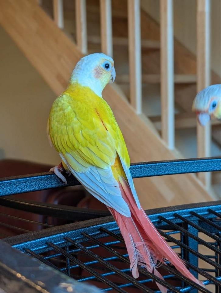 Volledig tamme baby suncheek pyrrhura, Dieren en Toebehoren, Vogels | Parkieten en Papegaaien, Papegaai, Geslacht onbekend, Geringd