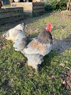 Cochin haantje, Dieren en Toebehoren, Pluimvee, Mannelijk, Kip