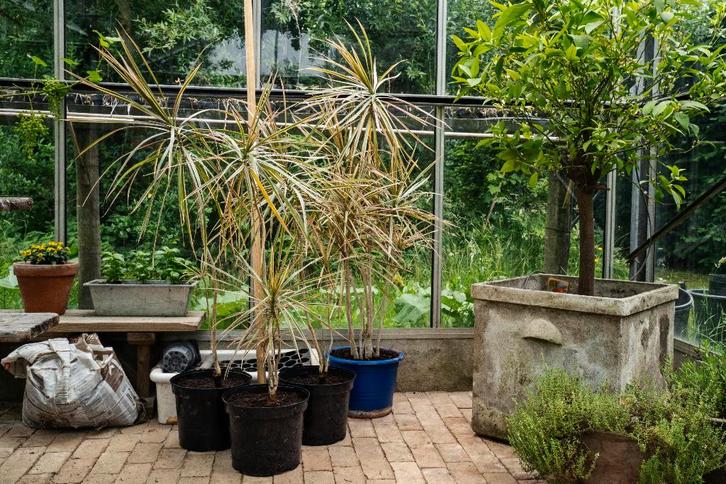 kamerplant Dunbladige dracaena red (drakenbloedboom), Huis en Inrichting, Kamerplanten, Overige soorten, 100 tot 150 cm, Groene kamerplant