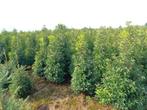 Groenblijvende hagen of coniferen en kerstbomen