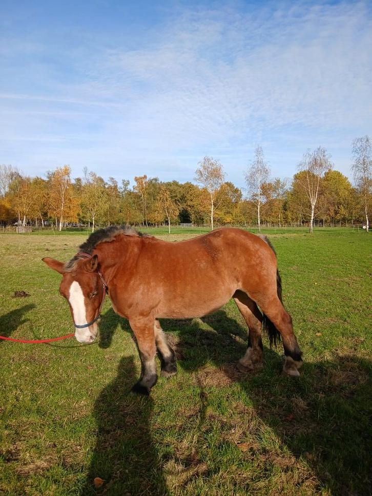 Trekpaard, Dieren en Toebehoren, Paarden, Merrie