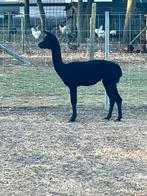 Alpaca dekhengst, Dieren en Toebehoren, Juni