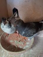 Jonge duifjes van 2026, Plusieurs animaux, Pigeon voyageur