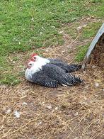 Zilverbrakel hanen, Dieren en Toebehoren, Pluimvee