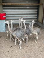 Nandoe kuikens, Dieren en Toebehoren, Pluimvee
