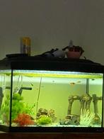 Visbak met vissen, Ophalen, Zo goed als nieuw