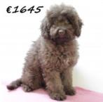 Unieke Mini Aussiedoodles - pups te koop, 15 weken tot 1 jaar, Buitenland, CDV (hondenziekte), Meerdere