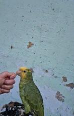 Prachtige en tamme dubbel geelkop amazone pop, Animaux & Accessoires, Oiseaux | Perruches & Perroquets, Perroquet, Domestique