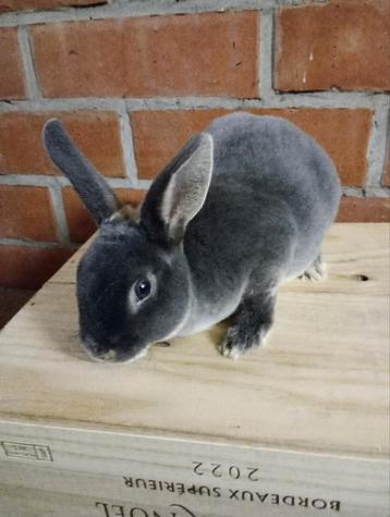 Rex dwerg in otter blauw. beschikbaar voor biedingen