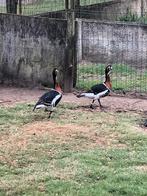 Koppel roodhalsganzen van 2017, Meerdere dieren, Gans of Zwaan