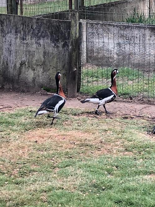 Koppel roodhalsganzen van 2017, Dieren en Toebehoren, Pluimvee, Gans of Zwaan, Meerdere dieren