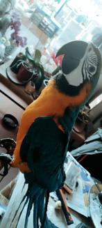 Handtamme blauw gele ara, Dieren en Toebehoren, Geslacht onbekend, Papegaai, Pratend