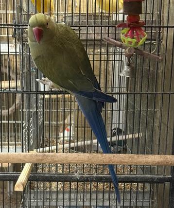 Halsbandparkiet pop beschikbaar voor biedingen