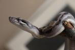 Boa constrictor Motley het albino sunglow, Animaux & Accessoires, Reptiles & Amphibiens, Serpent, Domestique, 0 à 2 ans
