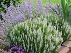 Salvia nemorosa 'Schneehugel', Tuin en Terras, Ophalen, Vaste plant