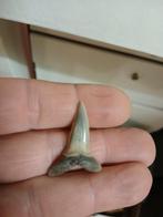 Haaientand Balegem, Ophalen of Verzenden