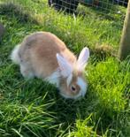 Mannelijke babykonijntjes, Dieren en Toebehoren, Mannelijk, Klein, 0 tot 2 jaar