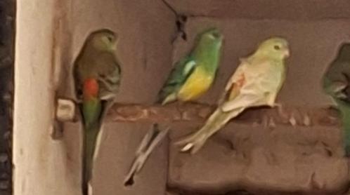 Roodrugparkieten, Dieren en Toebehoren, Vogels | Parkieten en Papegaaien, Parkiet