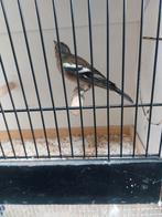Jonge botvink man, Dieren en Toebehoren, Vogels | Overige Vogels, Mannelijk, Wildzangvogel, Geringd