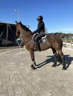 Brave Elvis ter putte ruin 2012, Dieren en Toebehoren, Paarden, Springpaard, Gechipt, Ruin, M