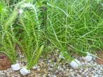 Bosje aquariumplanten, Dieren en Toebehoren, Ophalen, Nieuw, Plant(en), Steen of Hout