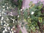 Grote plant  anemoon, Ophalen