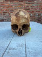 Antieke schedel - skull, Verzamelen, Ophalen of Verzenden, Zo goed als nieuw