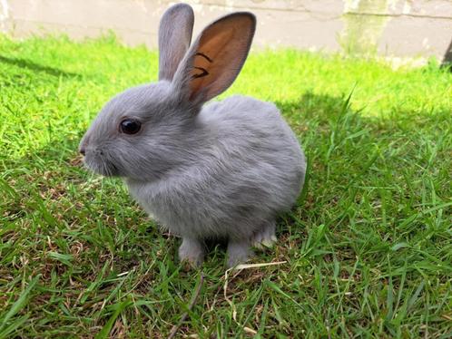 Parelgrijs Van Halle, Dieren en Toebehoren, Konijnen, Klein, Meerdere dieren, 0 tot 2 jaar