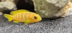 Chidonga saulosi malawi cichliden hobbykweek, Vis, Zoetwatervis
