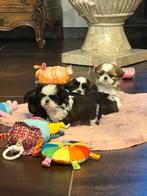 Shih Tzu pups, Dieren en Toebehoren, België, Overige rassen, CDV (hondenziekte), 8 tot 15 weken