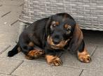 Super lieve ruwharige dwergteckel pups in huis grootgebracht, België, Fokker | Hobbymatig, CDV (hondenziekte), 8 tot 15 weken