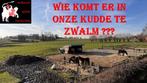 Stalling op onze Paddock Paradise te Zwalm (regio Zuid Gent), Weidegang, 2 of 3 paarden of pony's