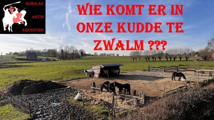 Stalling op onze Paddock Paradise te Zwalm (regio Zuid Gent), Dieren en Toebehoren, Stalling en Weidegang, Stalling, Weidegang