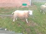 Schapen, Dieren en Toebehoren, Schapen, Geiten en Varkens, Mannelijk, Schaap, 0 tot 2 jaar