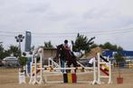 Super brave merrie, Dieren en Toebehoren, Paarden, Merrie, Met stamboom, Springpaard, L