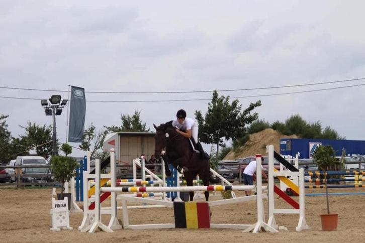 Super brave merrie, Dieren en Toebehoren, Paarden, Merrie, L, 160 tot 165 cm, 11 jaar of ouder, Springpaard, Met stamboom
