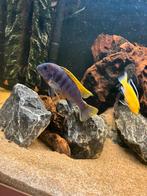 Malawi & mbuna, Dieren en Toebehoren, Vis, Zoetwatervis