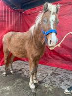 Silverbay merrie, Dieren en Toebehoren, Merrie, Niet van toepassing, A pony (tot 1.17m), 3 tot 6 jaar
