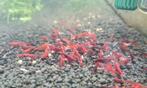 Crevettes red Cherry