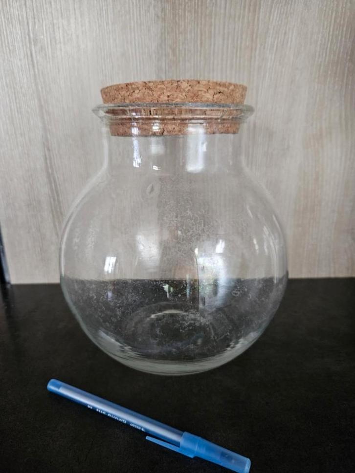 Terrarium globe pour plantes, Maison & Meubles, Plantes d'intérieur, Enlèvement ou Envoi