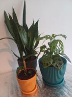Planten te koop (set van 3), Huis en Inrichting, Kamerplanten, Ophalen