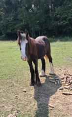 Knappe c pony's, Dieren en Toebehoren, Hengst